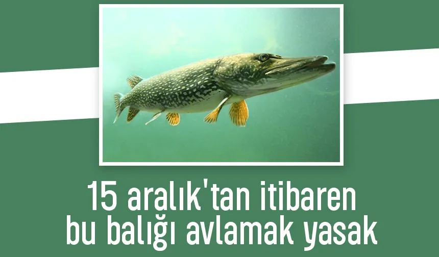 Turna balığı av yasağı başlıyor