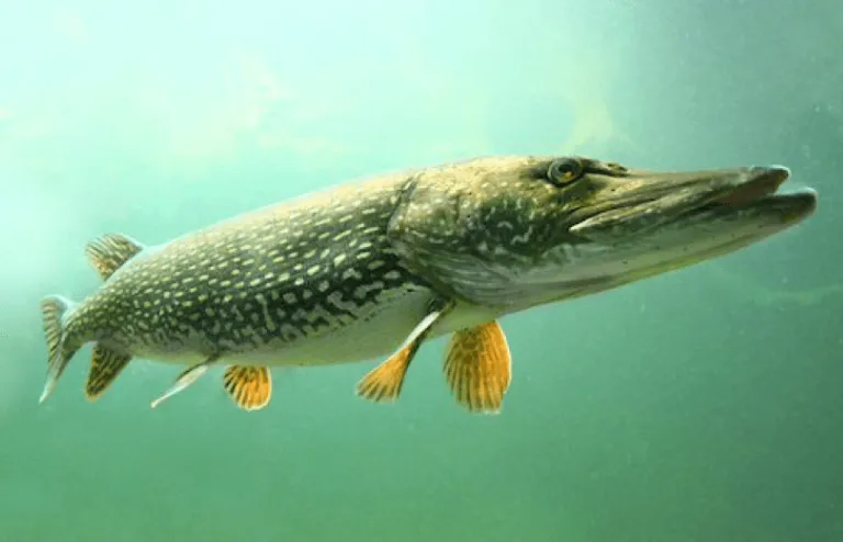 Turna balığı av yasağı kalkıyor