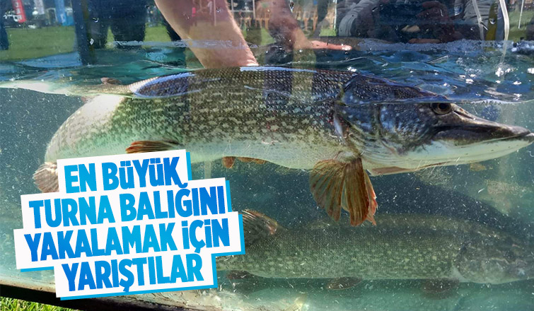 Turna balığı yakalama yarışması Sapanca Gölü'nde yapıldı