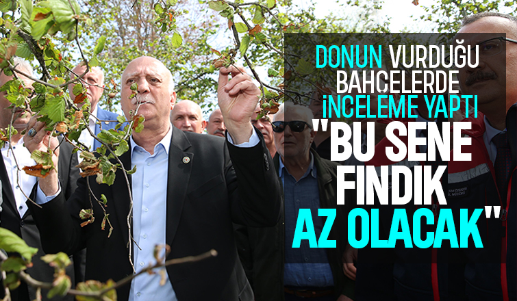 TZOB Başkanı bayraktar donun vurduğu fındık bahçelerinde inceleme yaptı