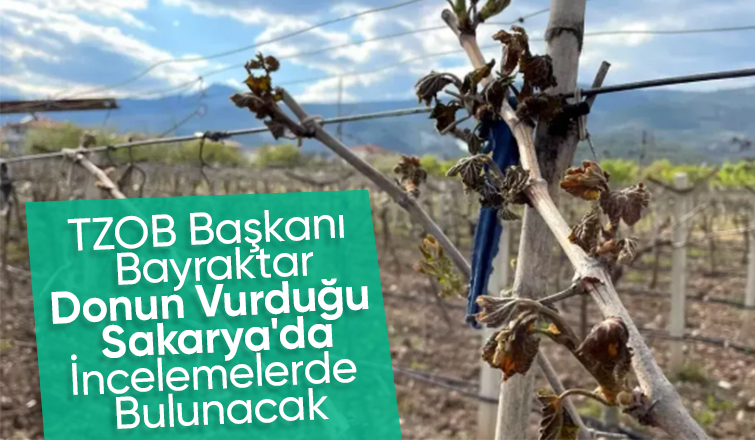 TZOB Başkanı don zararını yerinde görecek