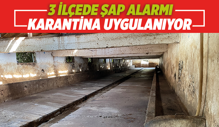 Üç ilçede şap alarmı