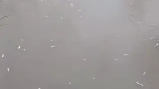 Uludere'de balık ölümlerlerinin nedeni ortaya çıktı