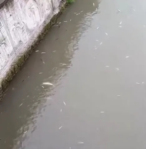 Uludere'de balık ölümlerlerinin nedeni ortaya çıktı