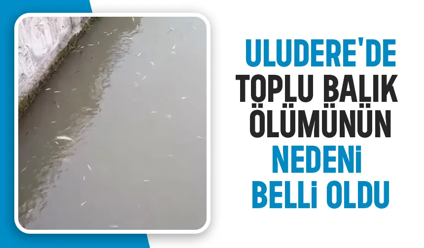Uludere'de balık ölümlerlerinin nedeni ortaya çıktı