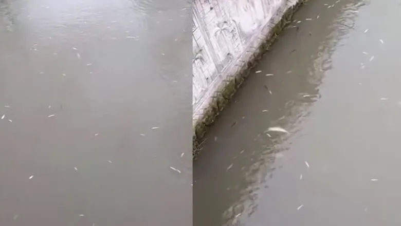 Uludere'de korkutan olay; Toplu balık ölümleri görüldü