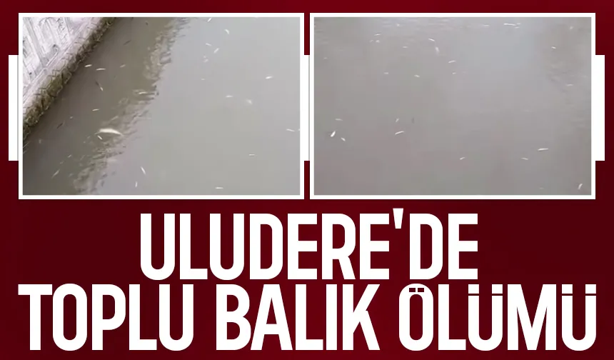 Uludere'de korkutan olay; Toplu balık ölümleri görüldü
