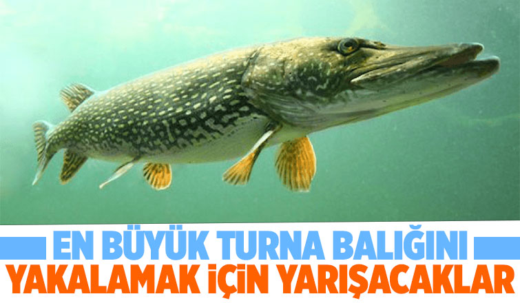 Ulusal Turna Balığı Yakalama Yarışması Sapanca Gölü'nde yapılacak