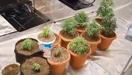 Uyuşturucu serasına çevrilen eve operasyon