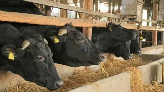 Uzman uyardı: Şimdi önlem alınmazsa Yarın fiyatlar katlanabilir