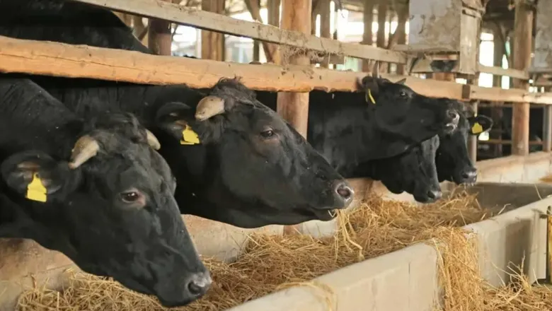 Uzman uyardı: Şimdi önlem alınmazsa Yarın fiyatlar katlanabilir