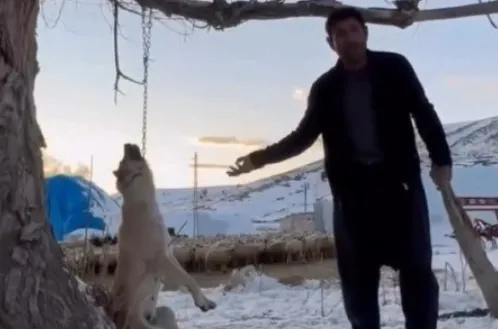 Vahşet: Çok yemek yiyor diye köpeğini asıp öldürdü