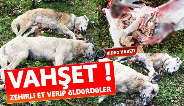 Vahşet Zehirli et verip öldürdüler
