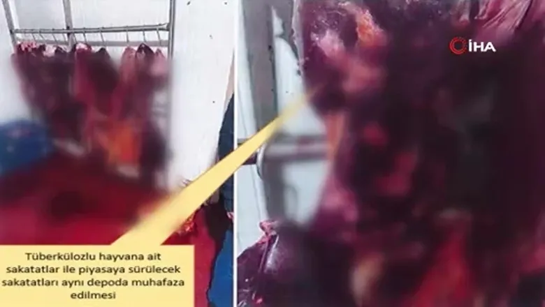 Veremli hayvanın etini yedireceklermiş; Görüntüler şok edici