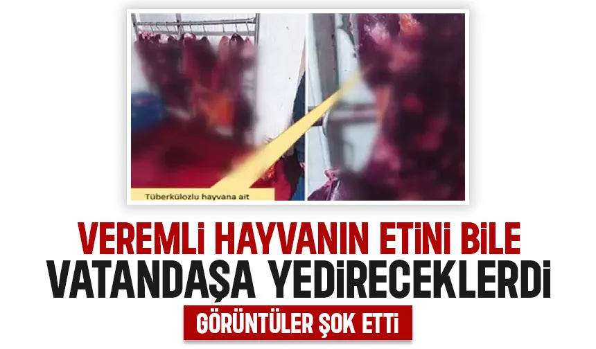 Veremli hayvanın etini yedireceklermiş; Görüntüler şok edici