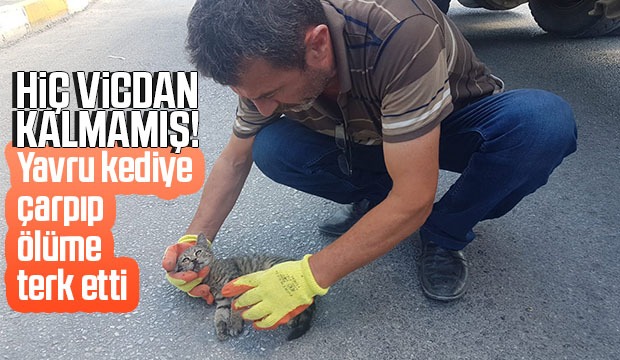 Vicdansızlık yavru kediye çarpıp kaçtı