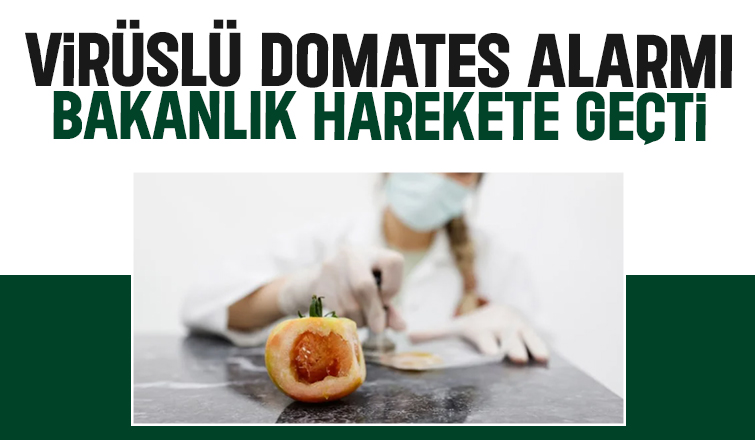 Virüslü domates tohumu gümrükten geçmedi