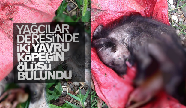 Yağcılar Deresinde Ölmüş Yavru Köpekler Bulundu
