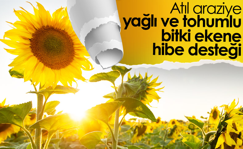 Yağlı tohumlu bitki üretimine hibe desteği verilecek