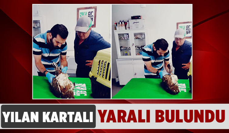 Yaralı bulunan yılan kartalı tedavi ediliyor