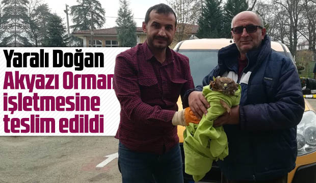 Yaralı doğan akyazı orman işletmeye teslim edildi