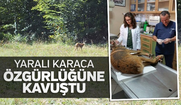 Yaralı karaca özgürlüğüne kavuştu