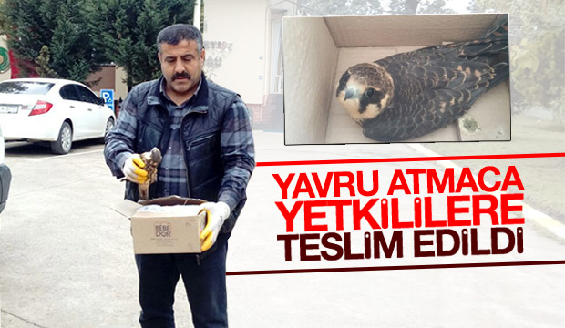 Yavru Atmaca Yetkililere Teslim Edildi
