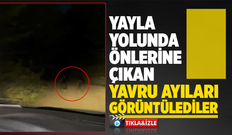 Yavru ayılar böyle görüntülendi