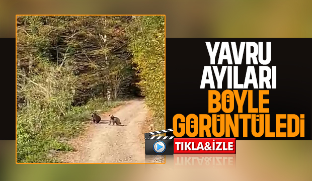 Yavru ayıları oynarken görüntüledi
