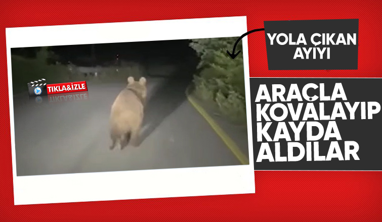 Yavru ayıyı araçla kovaladılar