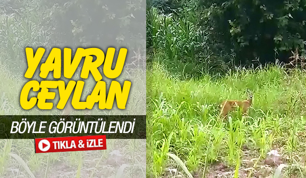 Yavru Ceylan Böyle Görüntülendi