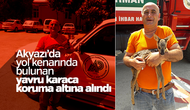 Yavru Karaca Koruma Altına Alındı
