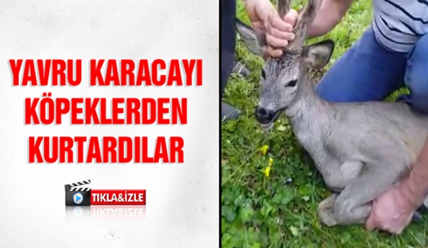 Yavru karacayı köpeklerden kurtardılar