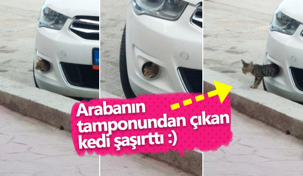 Yavru kedi gülümsetti