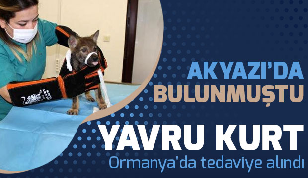 Yavru kurt tedaviye alındı