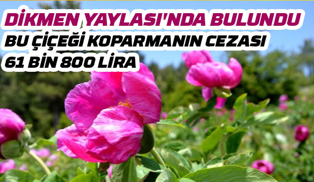 Yaylada bulundu sakın koparmayın