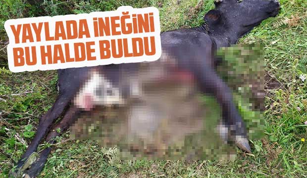 Yaylada ineğini bu halde buldu