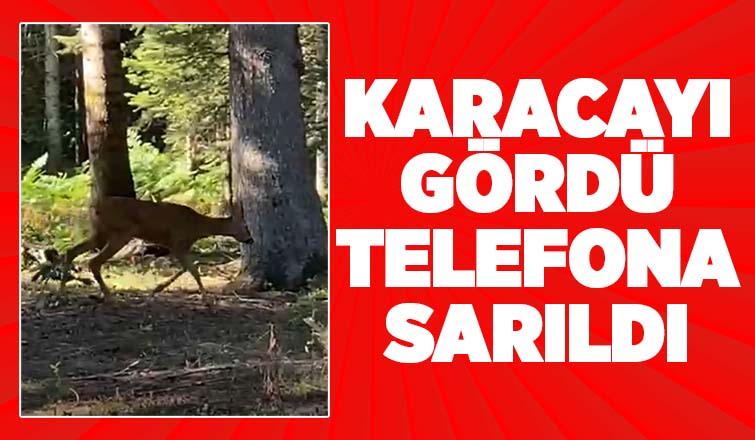 Yaylada karacayı görüntüledi