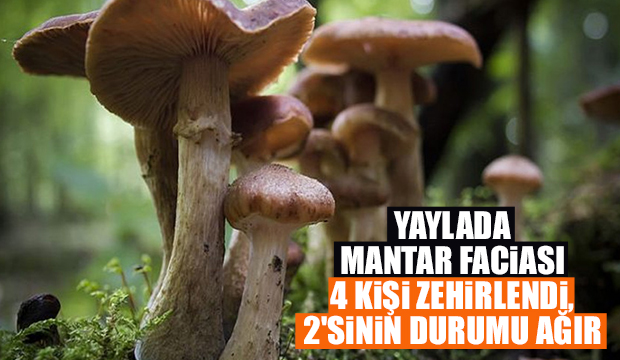 Yaylada mantar faciası