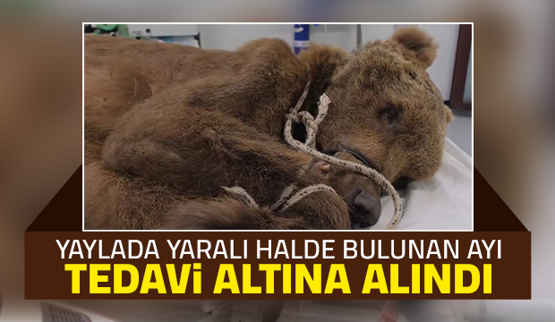 Yaylada yaralı ayı bulundu
