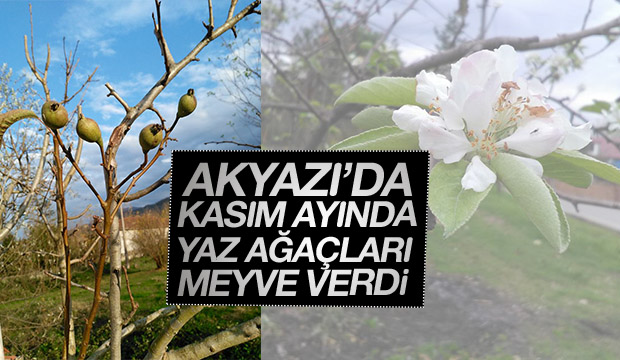 Yaz Ağaçları Kasımda Meyve Verdi