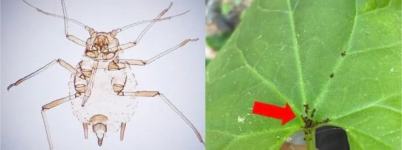 Yeni böcek türü bulundu