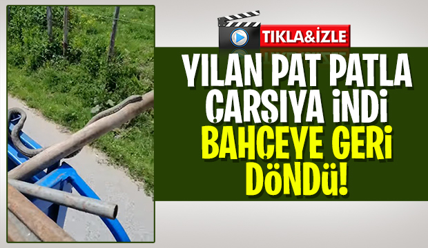 Yılanın pat pat ile yolculuğu