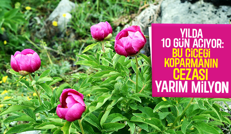 Yılda 10 gün açıyor, koparmanın cezası yarım milyon