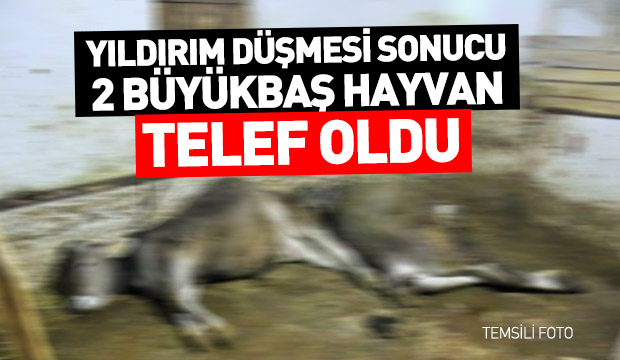 Yıldırım Düşmesi Sonucu 2 Büyükbaş Hayvan Telef Oldu