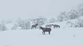 Yılkı atları karlar altında görüntülendi