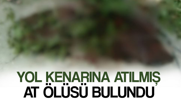  Yol Kenarına Atılmış At Ölüsü Bulundu