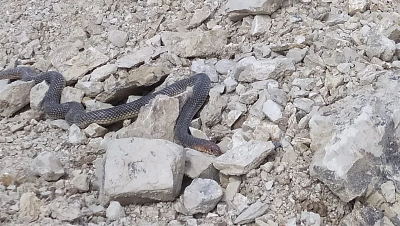 Yürüyüş yaparken karşılarına çıktı; 2 metrelik yılan