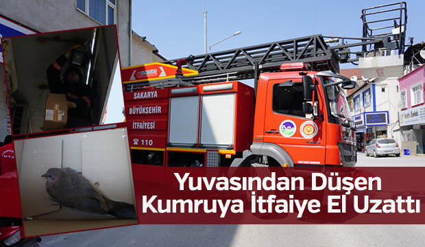 Yuvasından Düşen Kumruya İtfaiye El Uzattı