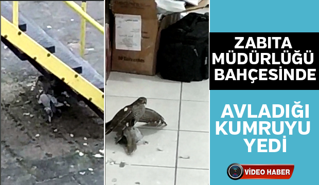 Zabıta Müdürlüğü bahçesinde Avladığı kumruyu yedi